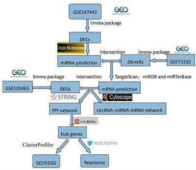 Construction of Circular RNA–MicroRNA–Messenger RNA Regulatory Network of Recurrent Implantation Failure to Explore Its Potential Pathogenesis